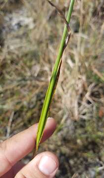 صورة Rhynchospora odorata C. Wright ex Griseb.