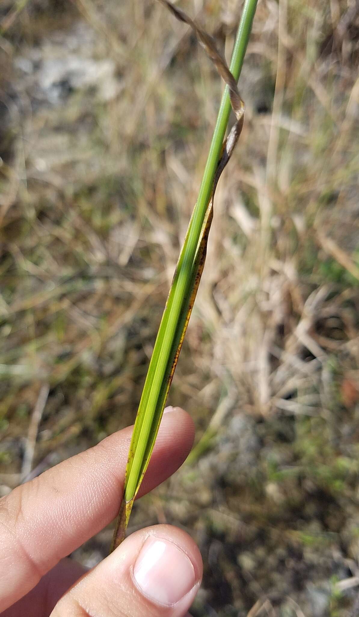 صورة Rhynchospora odorata C. Wright ex Griseb.