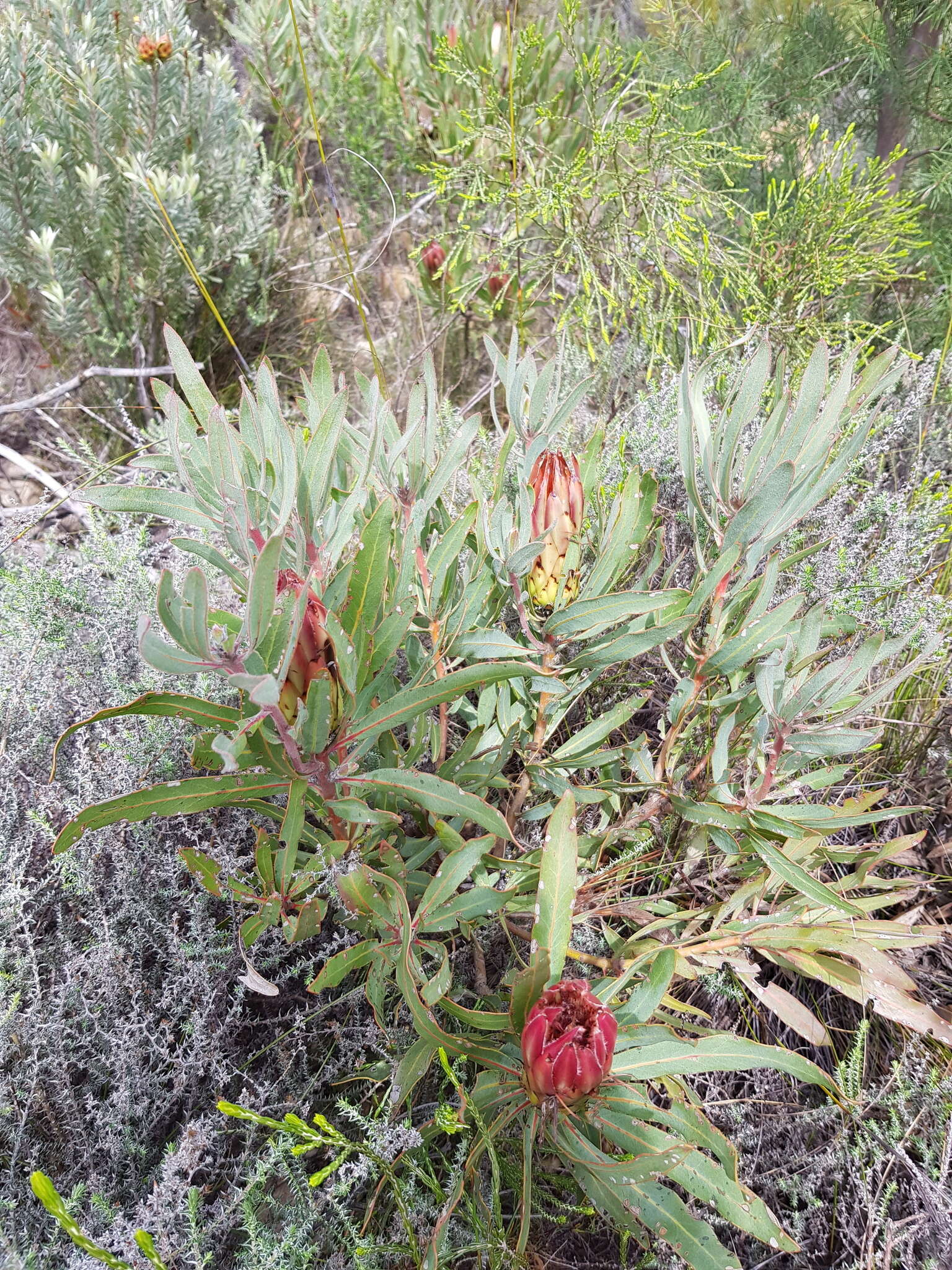 Imagem de Protea burchellii Stapf