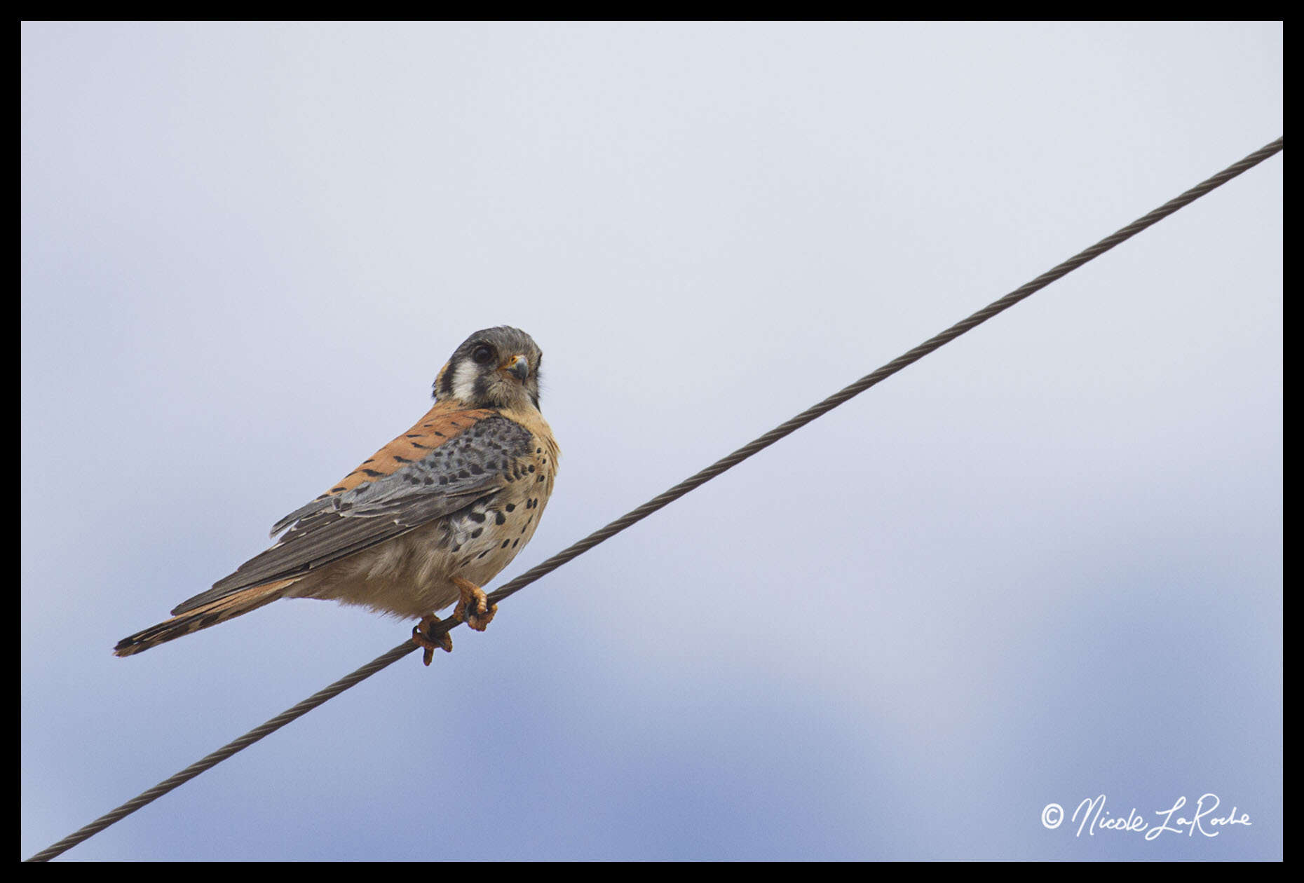 Image of American Kestrel