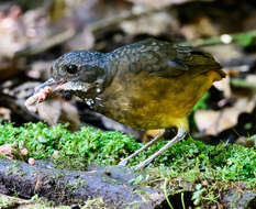 Image of Moustached Antpitta