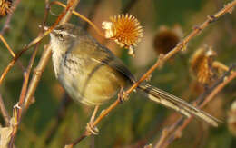 Image of Hill Prinia