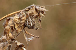 Image of Garden spider