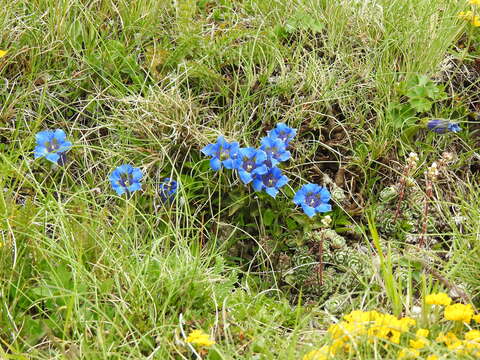 Imagem de Gentiana dinarica G. Beck