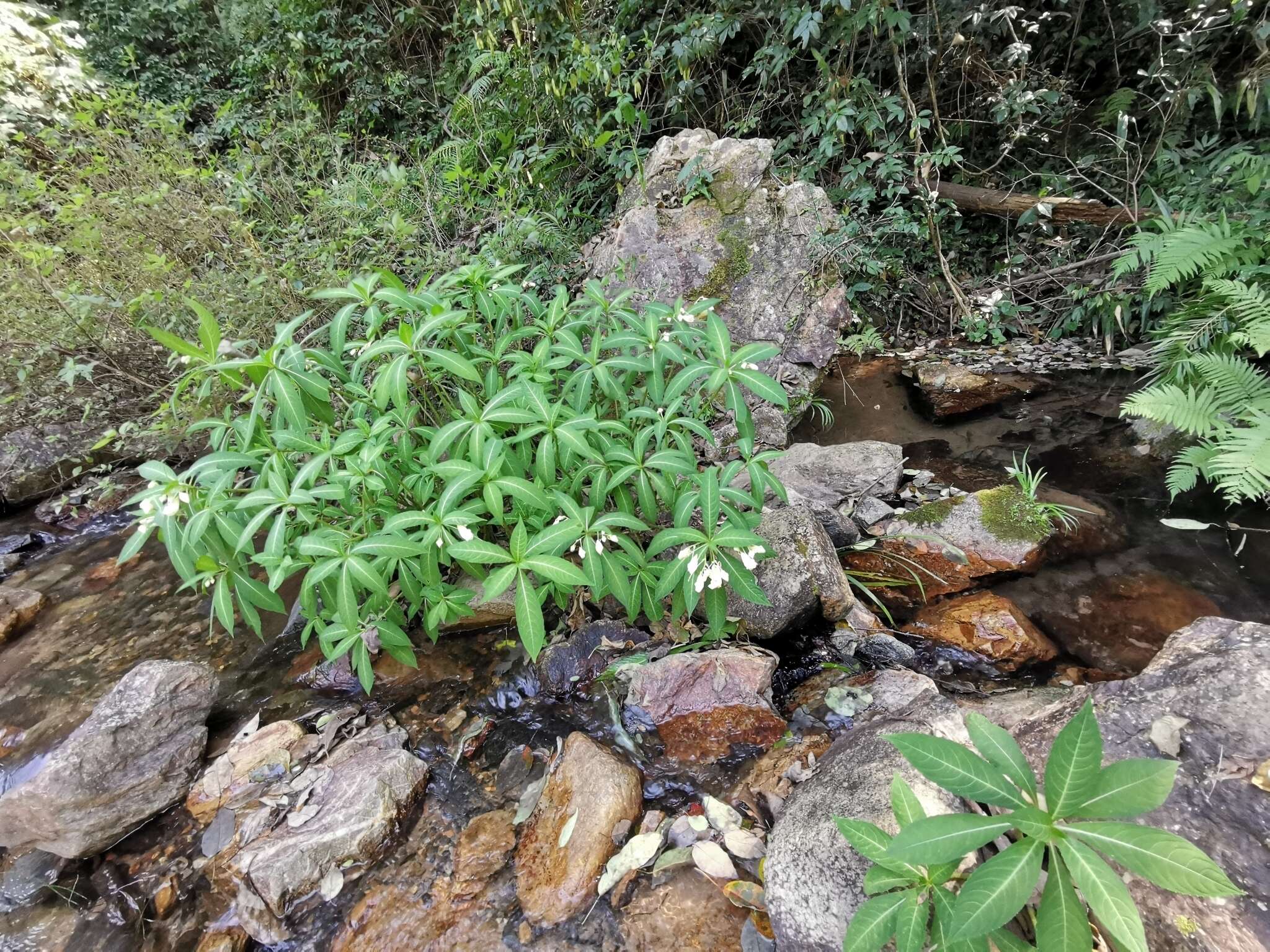 Image of Impatiens tubulosa Hemsl. ex Forb. & Hemsl.