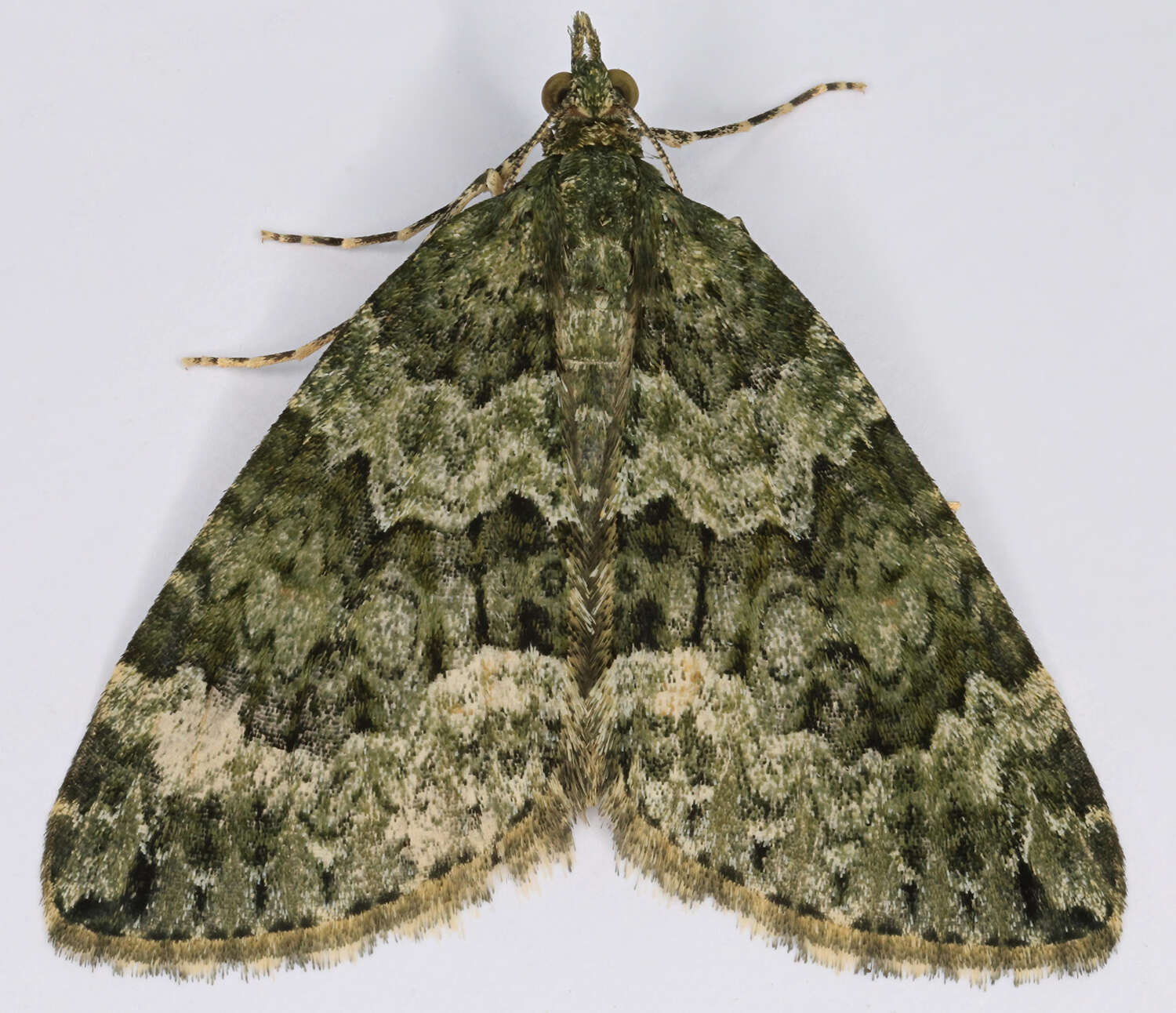 Plancia ëd Chloroclysta miata Linnaeus 1758