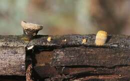 Crucibulum cyathiforme H. J. Brodie 1971的图像