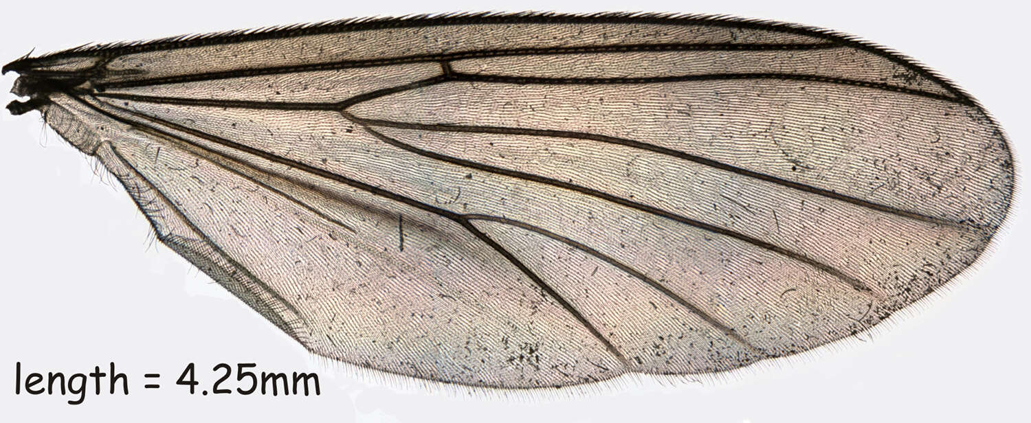 Image of Exechia contaminata Winnertz 1863