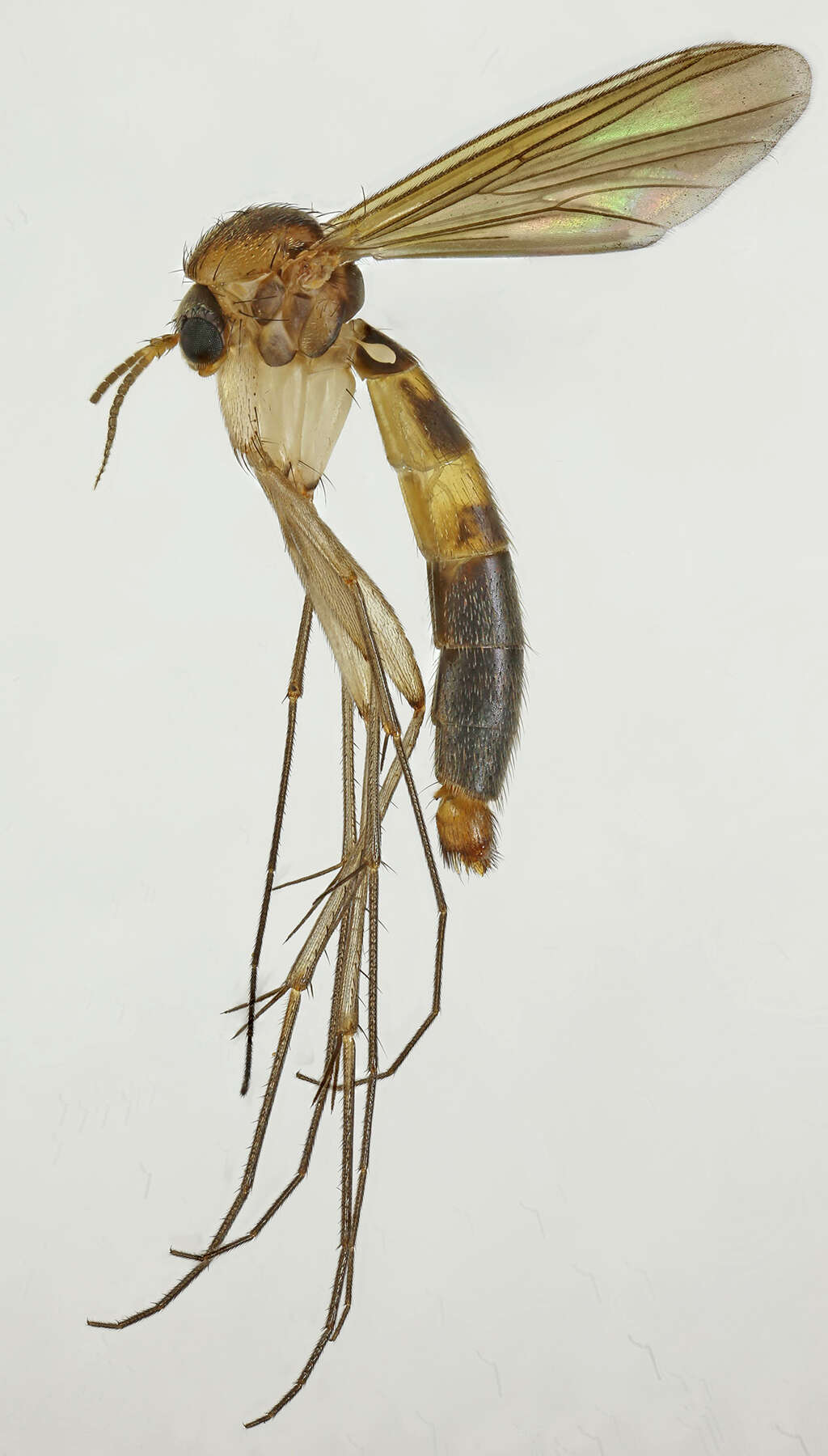 Image of Exechia contaminata Winnertz 1863