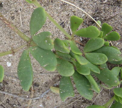 Image de Roepera maritima (Eckl. & Zeyh.) Beier & Thulin