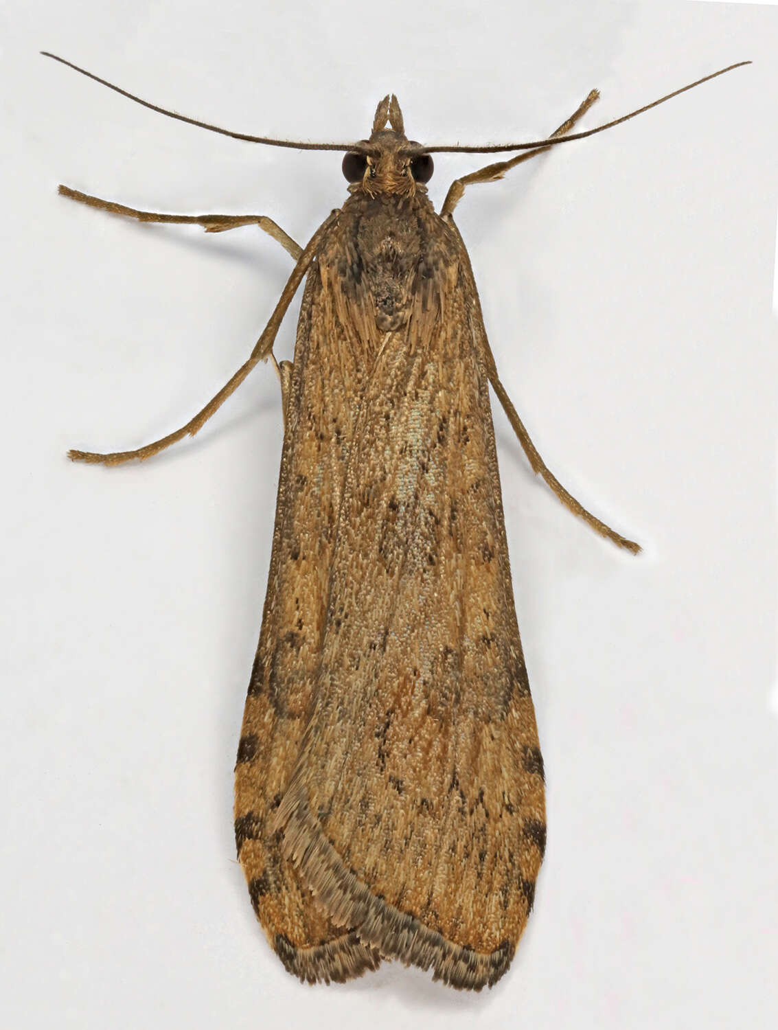 Image of Nomophila noctuella Schiffermüller