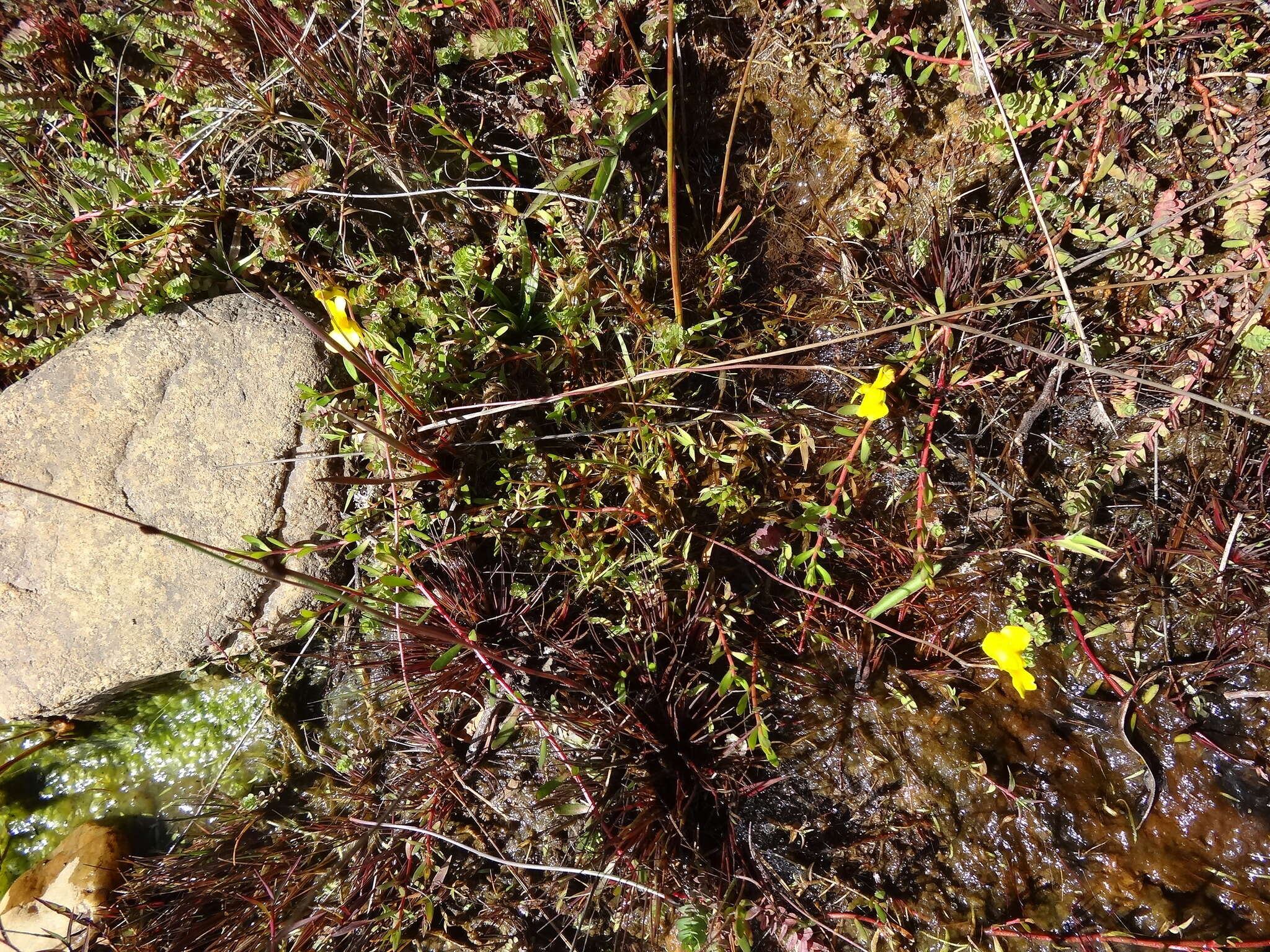 Image of Utricularia prehensilis E. Mey.