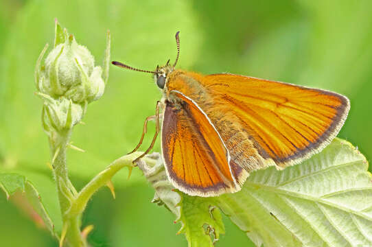 Image of small skipper