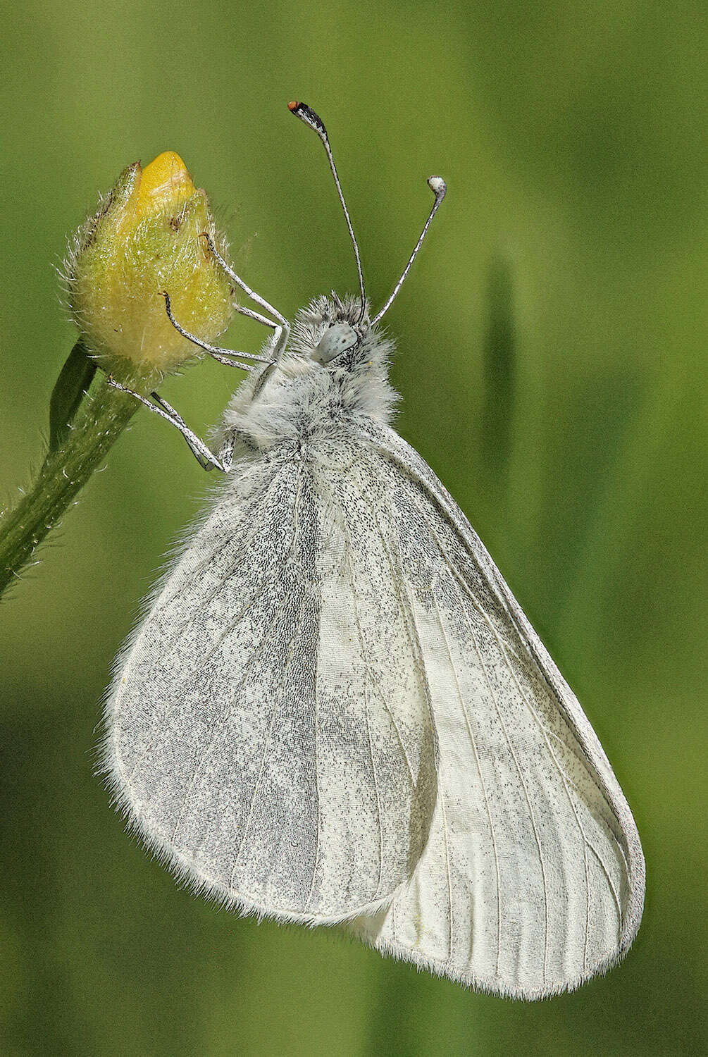 Image of Wood White