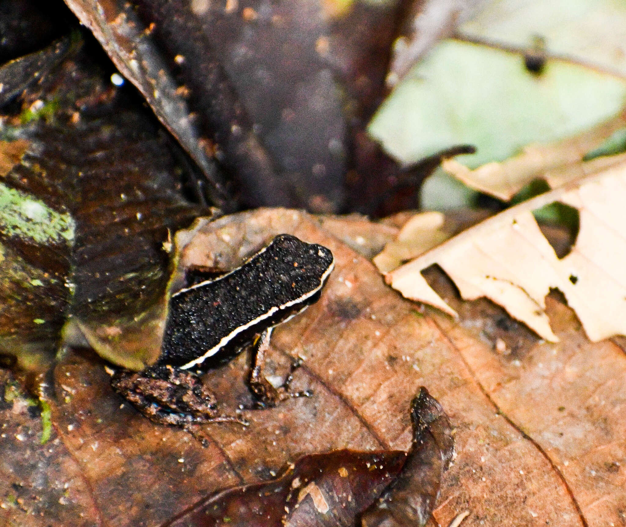 Image of Hahnel's Poison Frog