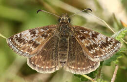 Image of dingy skipper