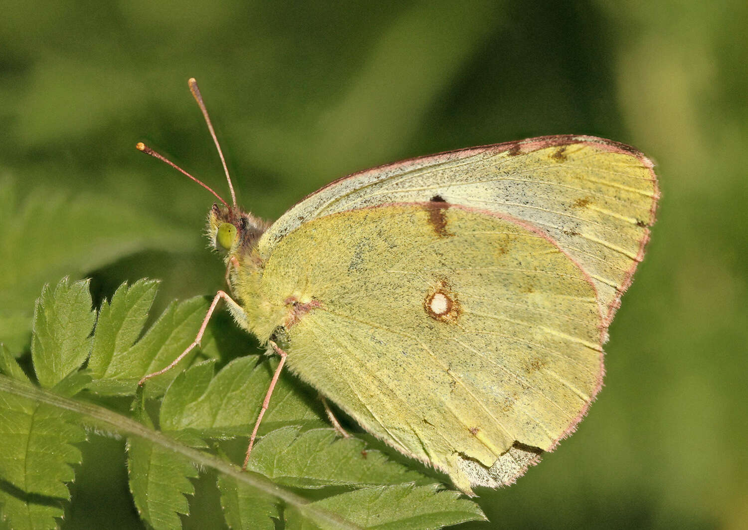 Image of clouded yellow