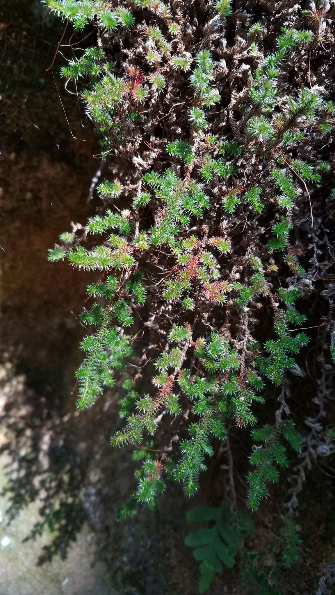 Image of Hansen's spikemoss