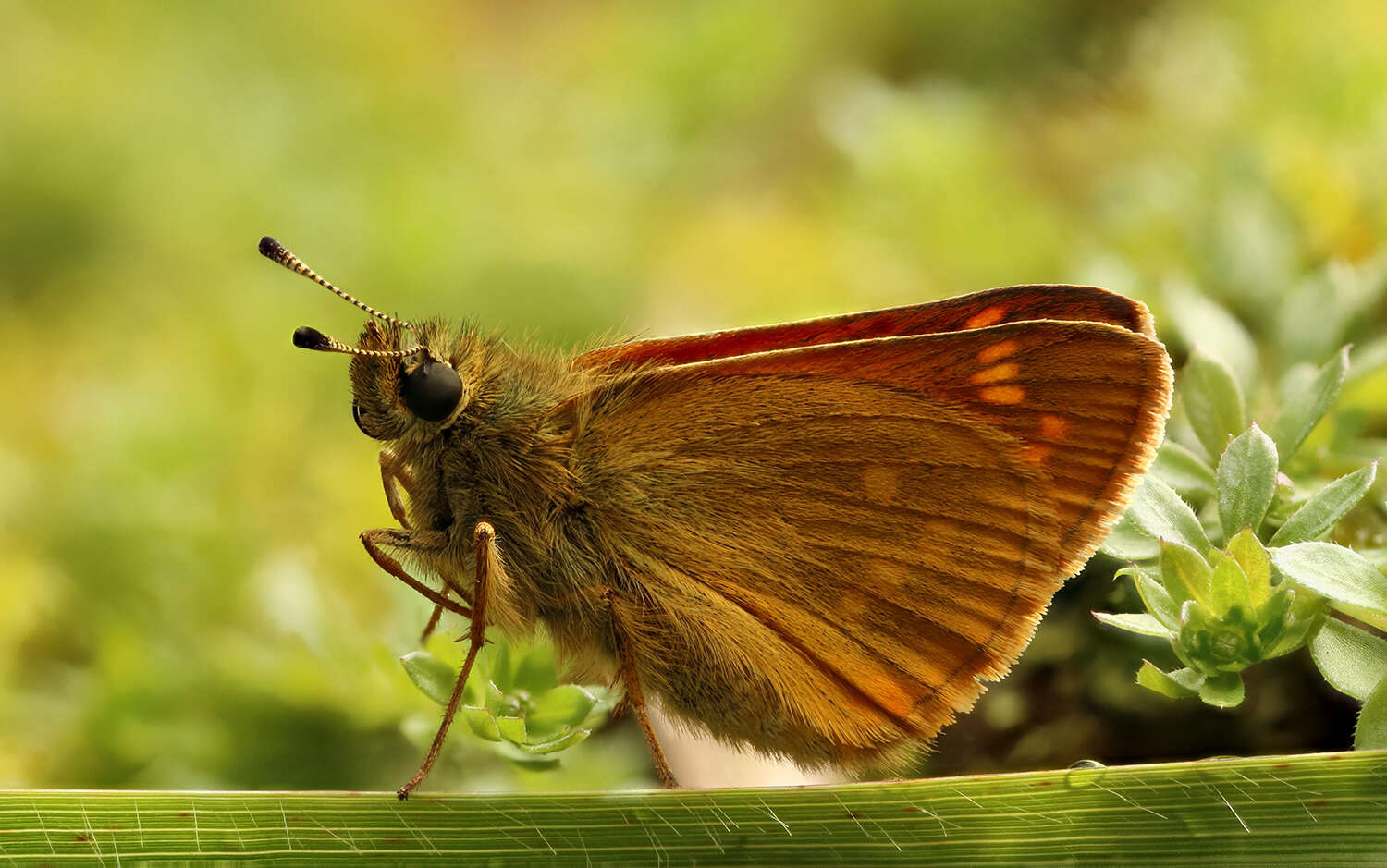 Image of Ochlodes sylvanus