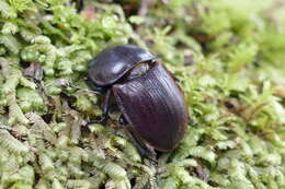 Image of Helms' stag beetle