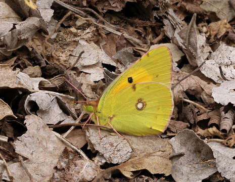 Image of clouded yellow