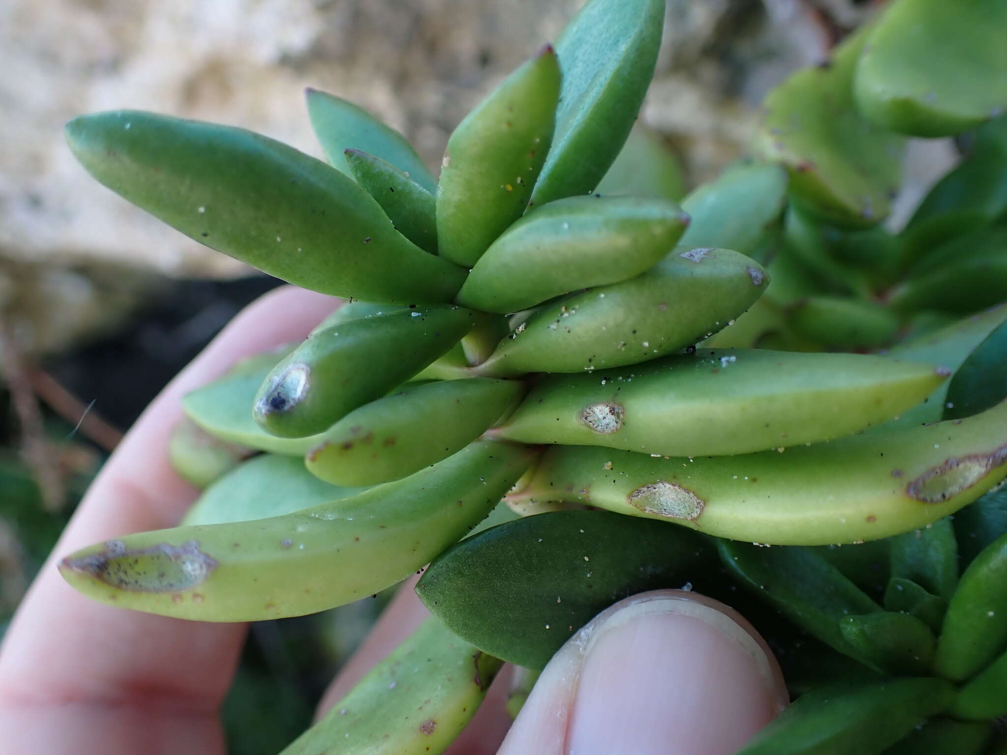 Crassula cultrata L. resmi