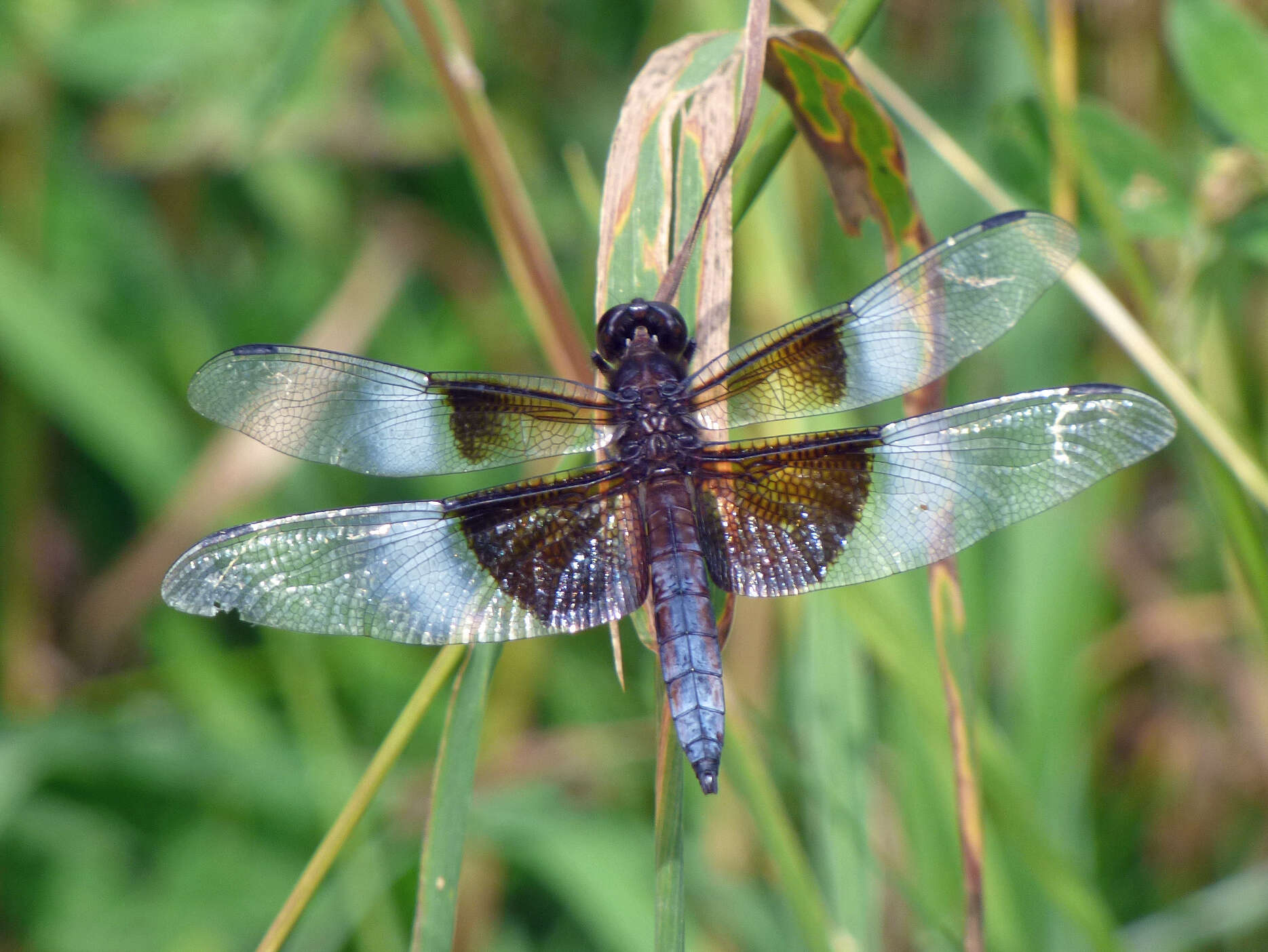 Libellula luctuosa Burmeister 1839 resmi