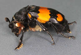 Image of Boreal Carrion Beetle