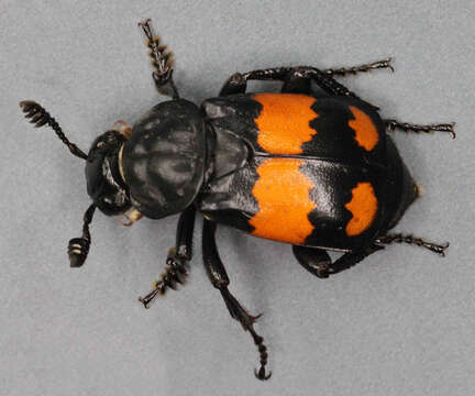 Image of Boreal Carrion Beetle