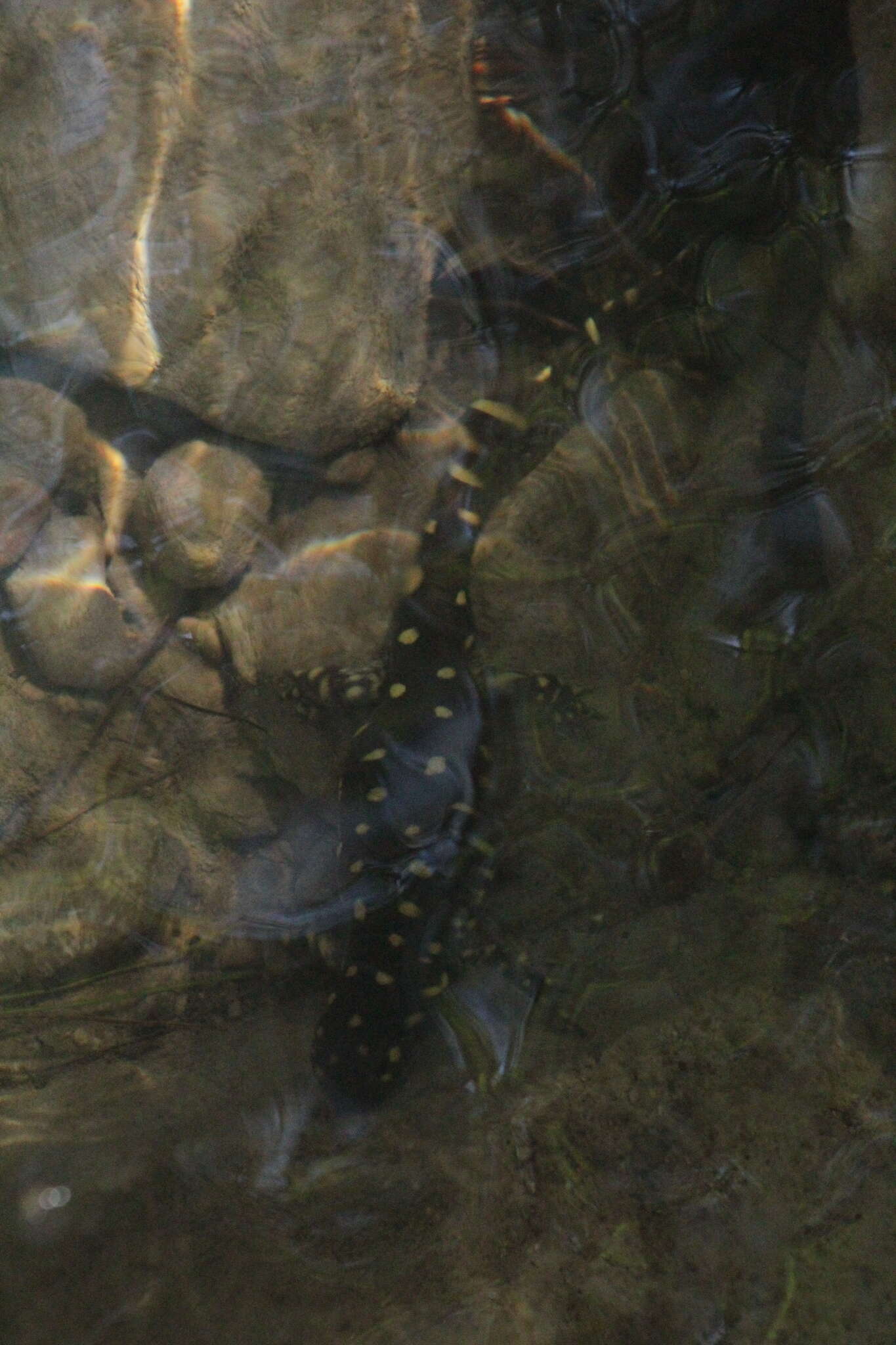 Image of Tarahumara Salamander