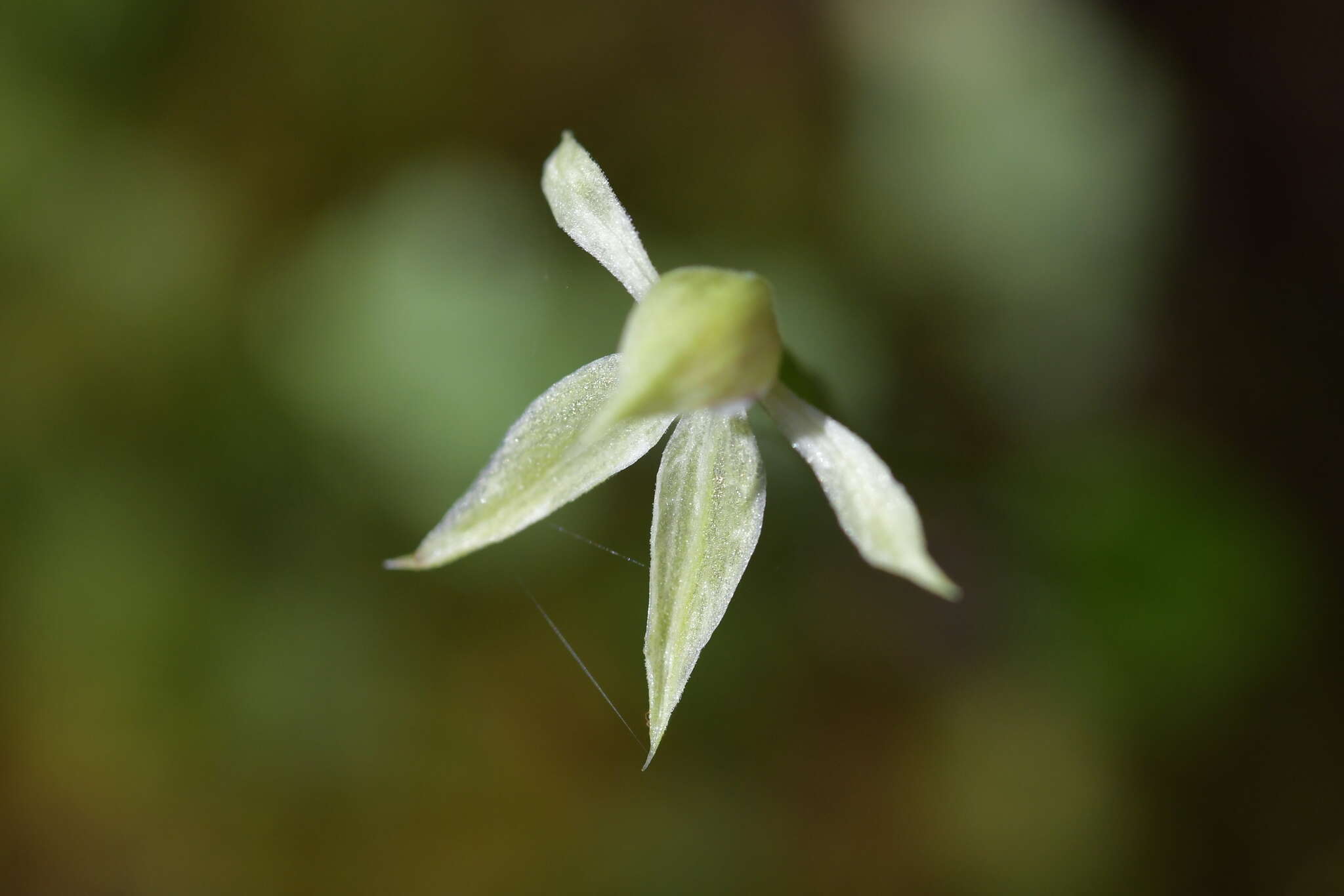 Image of Slender forest orchid