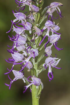 Image of Orchis simia subsp. simia