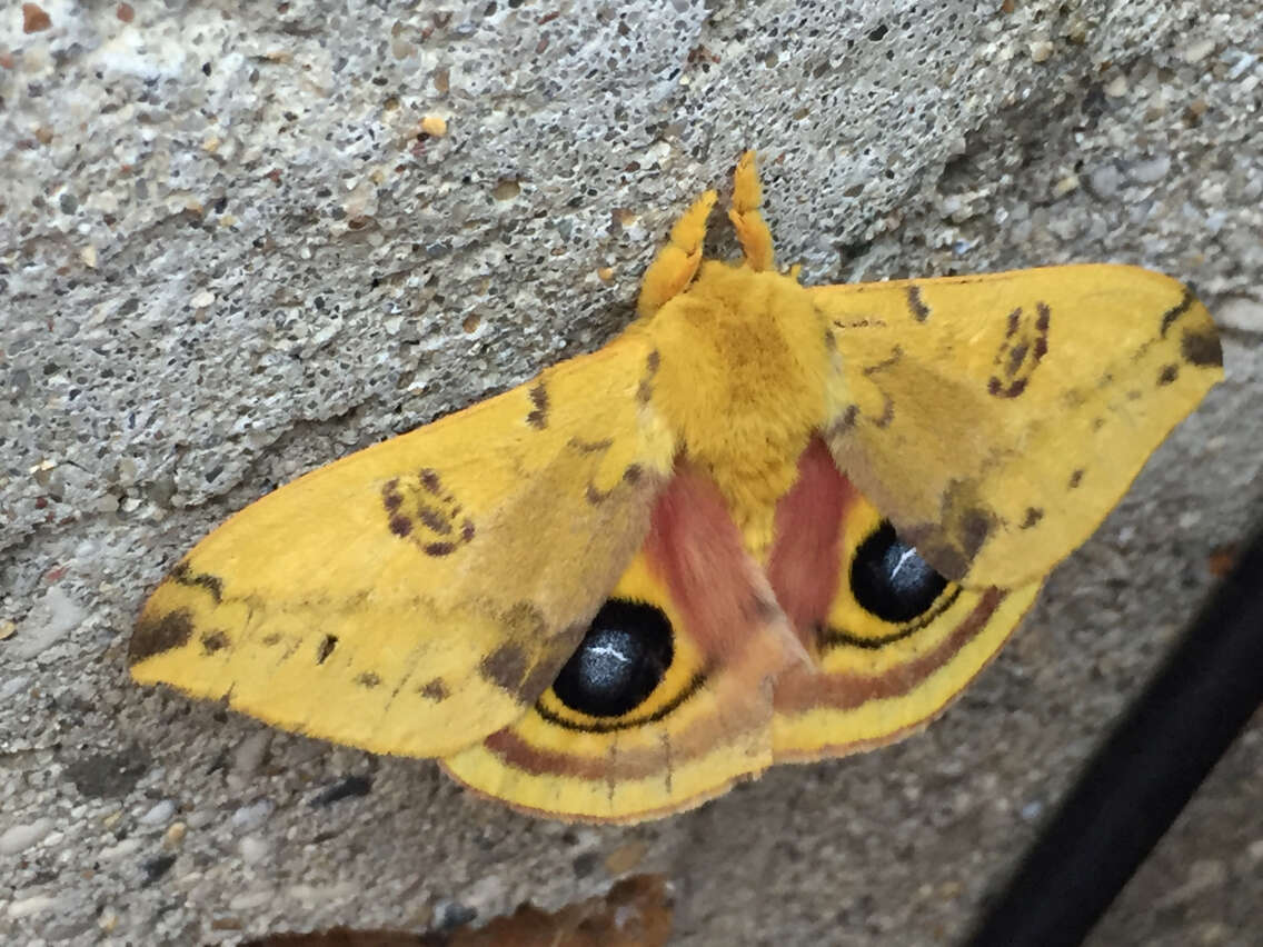 Image of Io Moth