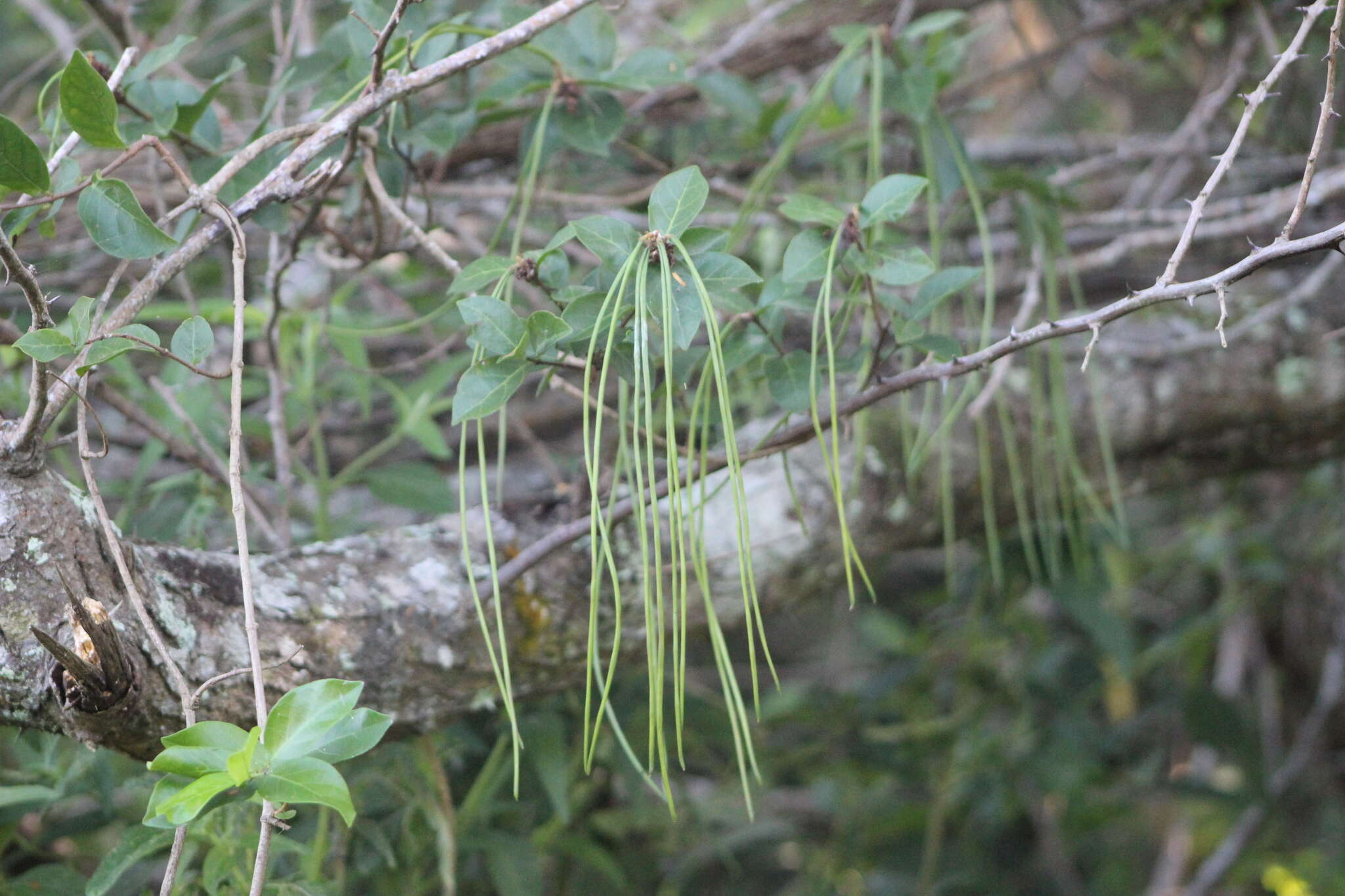 Image of Forsteronia leptocarpa (Hook. & Arn.) A. DC.