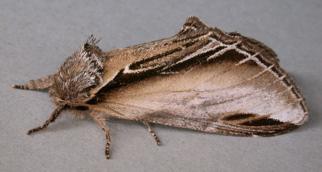 Image of Greater Swallow Prominent