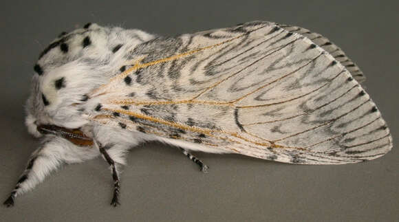 Image of Puss moth