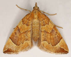 Image of Chevron Moth