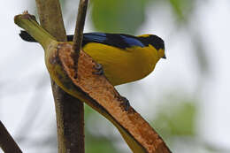 Image of Blue-winged Mountain Tanager