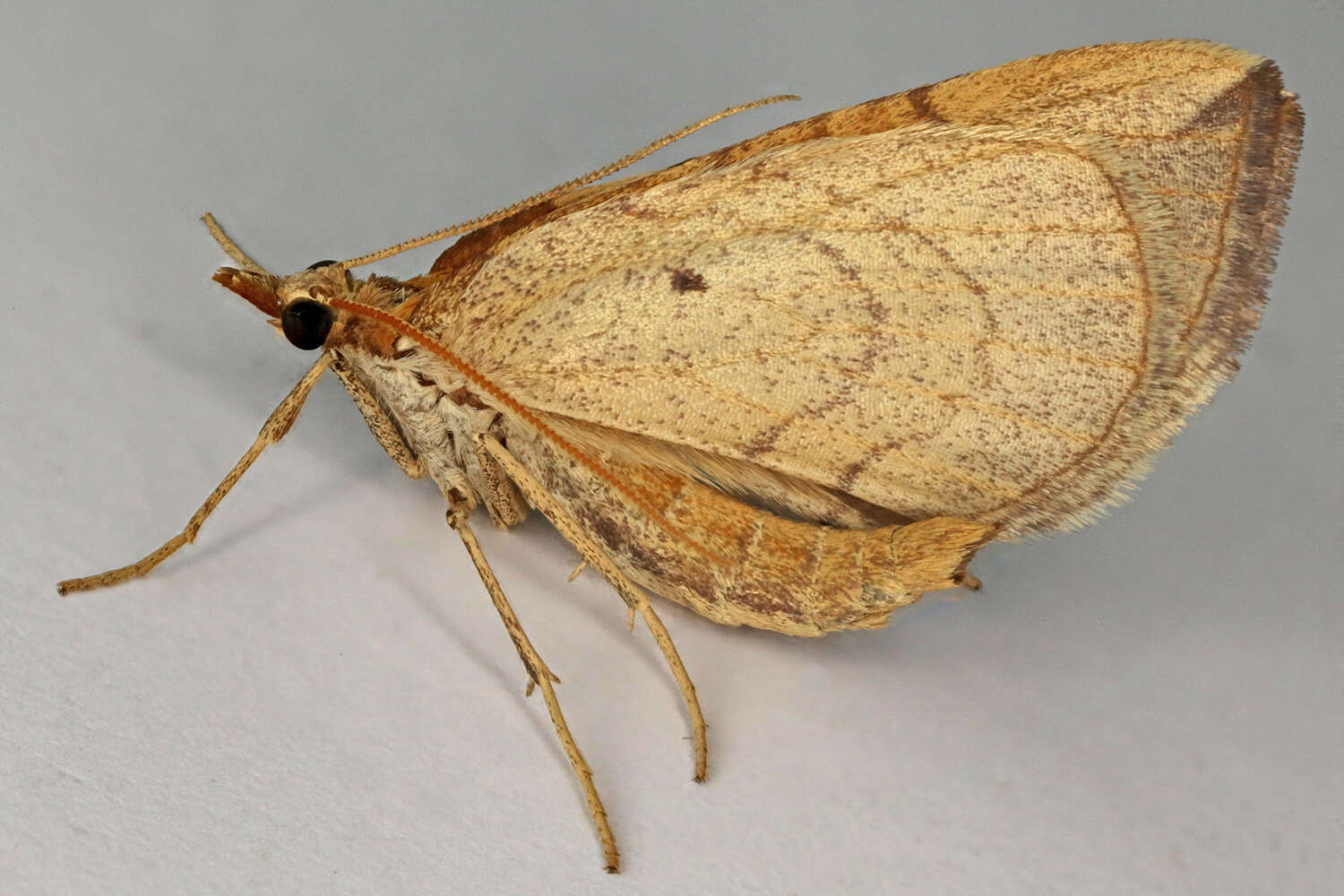 Image of Chevron Moth