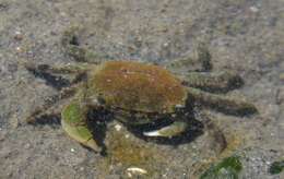 Image of Hemigrapsus oregonensis