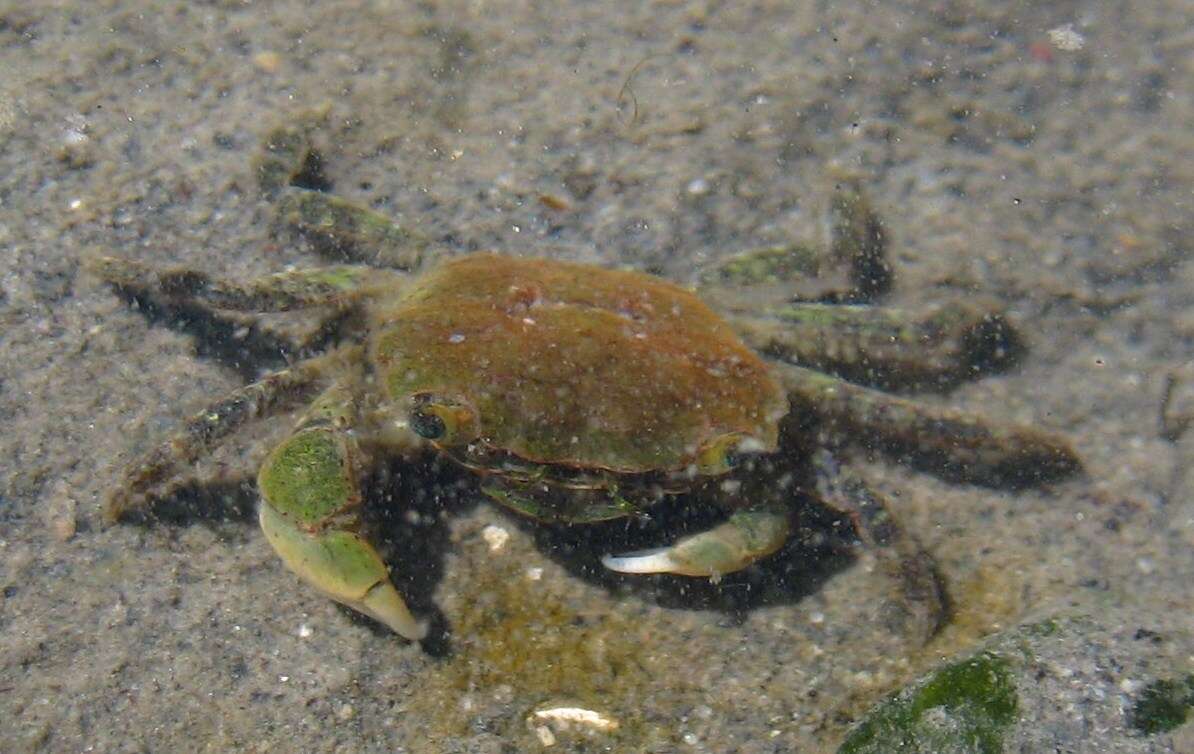 Image of Hemigrapsus oregonensis