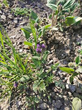 Image of Phacelia brachyantha Benth.