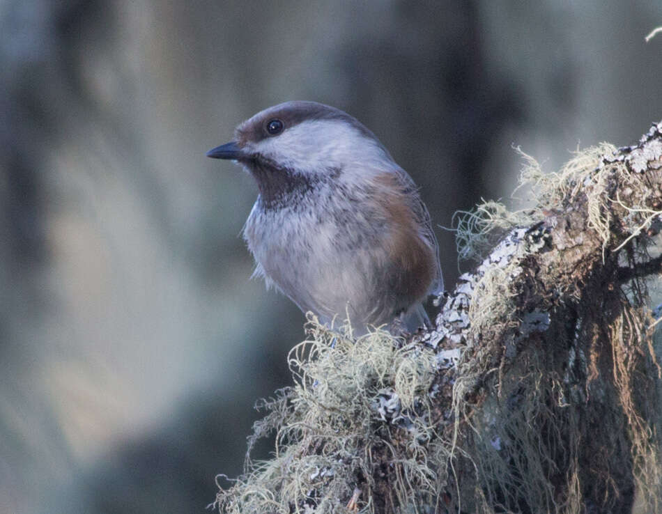 Image of Grey-headed Chickadee