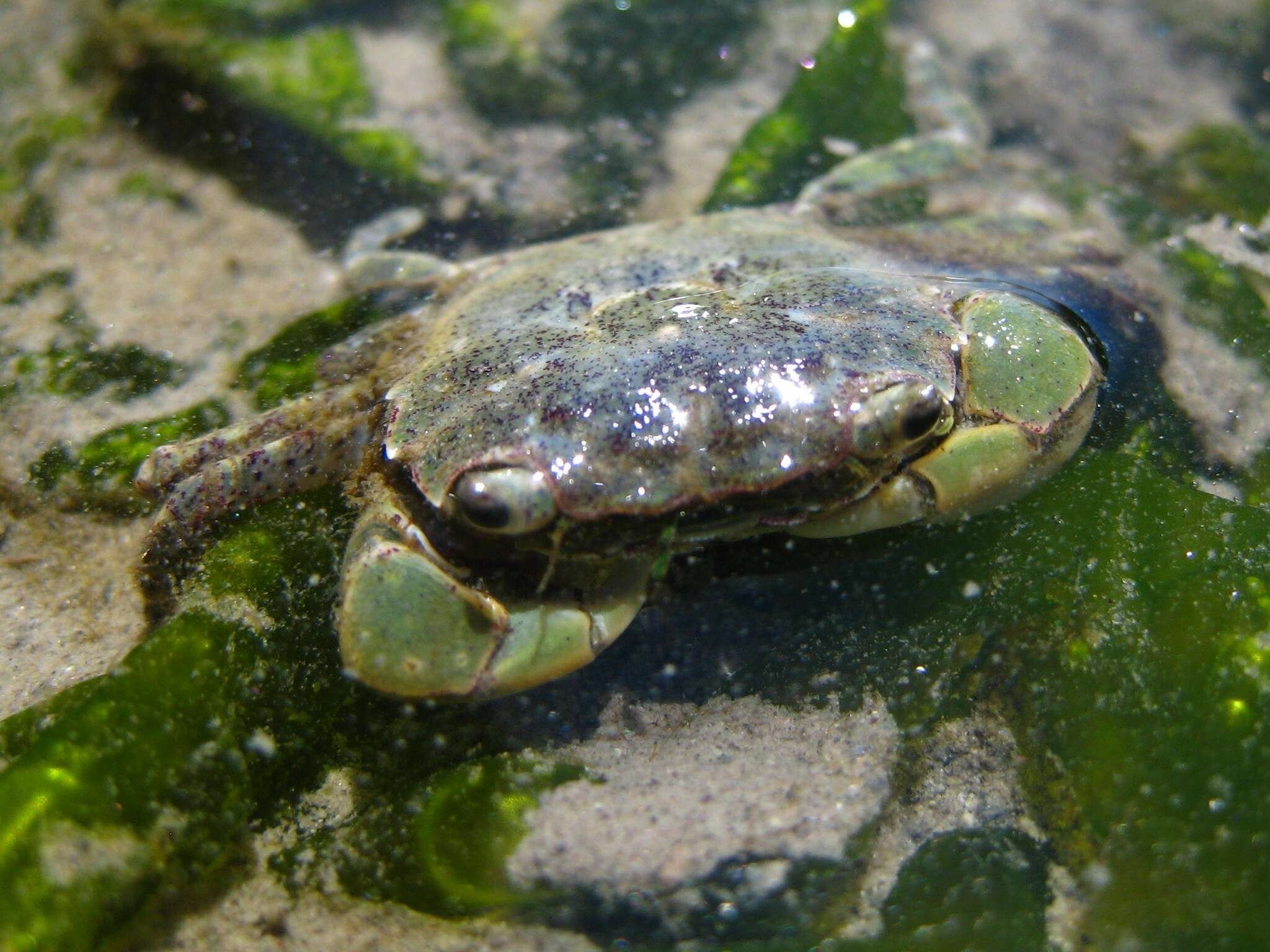 Image of Hemigrapsus oregonensis