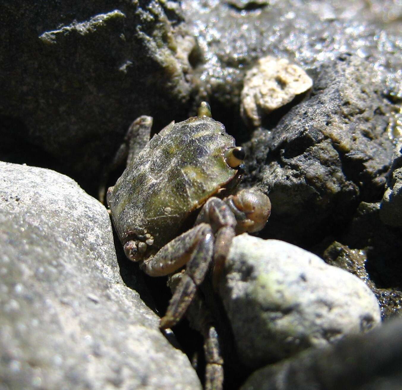 Image of Hemigrapsus oregonensis