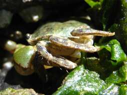 Image of Hemigrapsus oregonensis