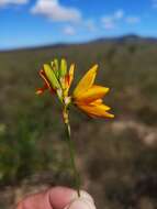 Image of spotted African cornlily