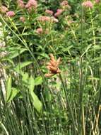 Image of Hardstem bulrush