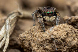 Image of Maratus fimbriatus Otto & Hill 2016