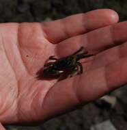 Image of Hemigrapsus oregonensis